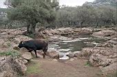 Piana del Golgo